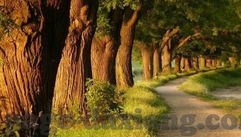 大象传媒app黄每日三次-大象传媒app的每日三次浏览，信息时代的娱乐与警醒