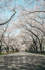 日本毛片成人高清视频在线观看-探索成人内容观看的边界与影响，理性审视网络视频的多元视角